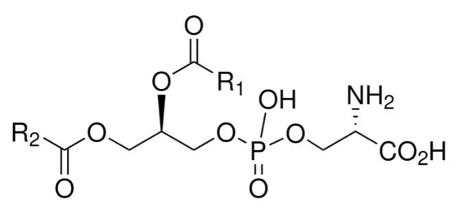 Phosphatidylserine (PS)